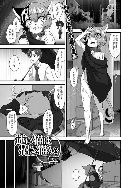 迷い猫は招き猫か？（単話） メイン画像