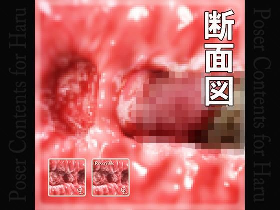 Sectional View of Vaginal for Haru メイン画像