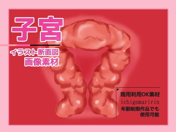 Illustration image material of the uterus (cross section) ~ Copyright-free for commercial adult use OK メイン画像