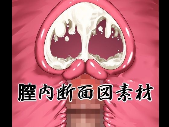 膣内断面図素材 メイン画像